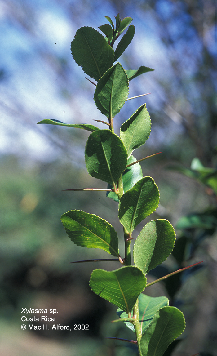 Salicaceae Xylosma 