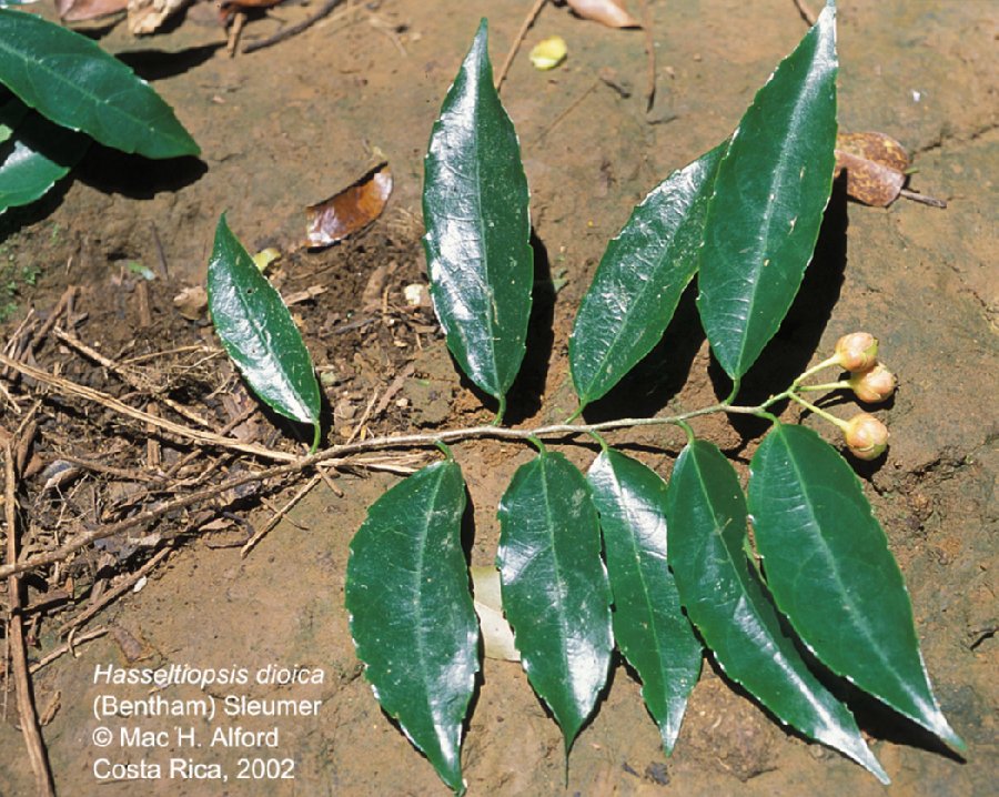 Salicaceae Hasseltiopsis dioica