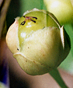 Salicaceae Hasseltiopsis dioica