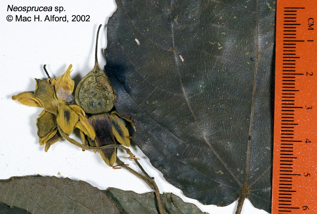 Salicaceae Neosprucea rimachii