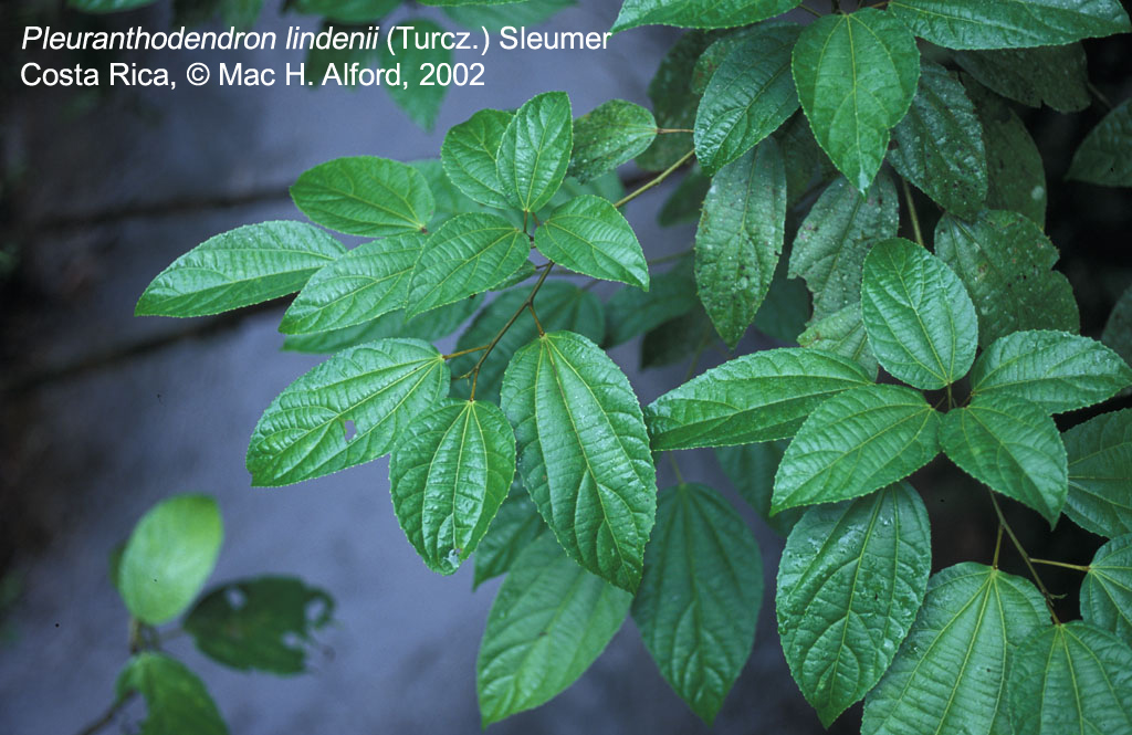 Salicaceae Pleuranthodendron lindenii