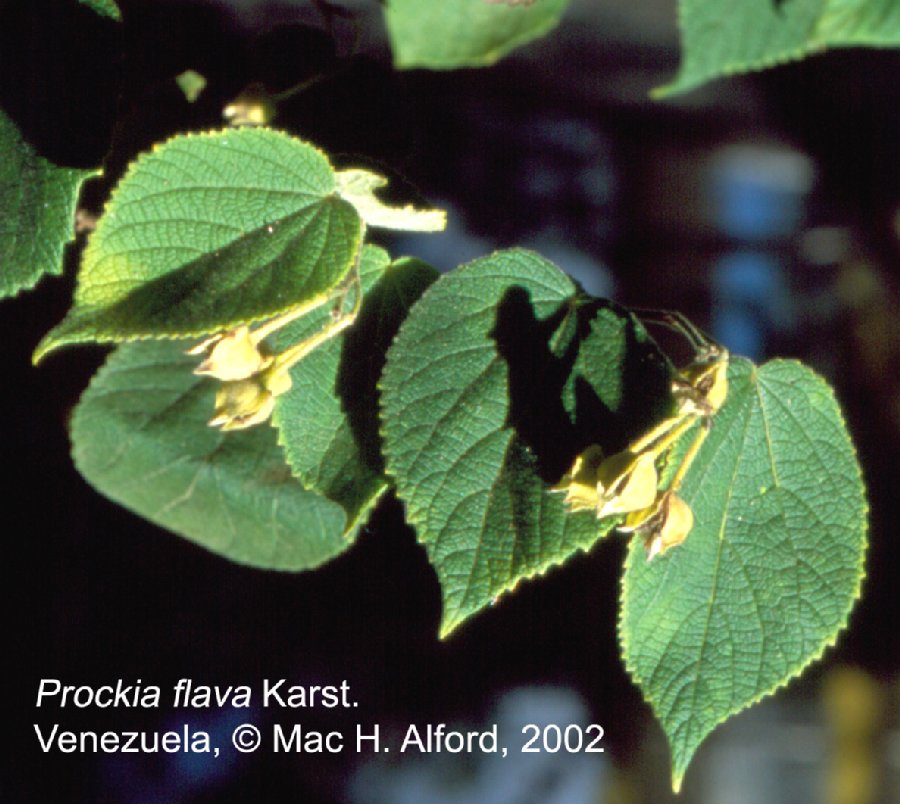 Salicaceae Prockia flava