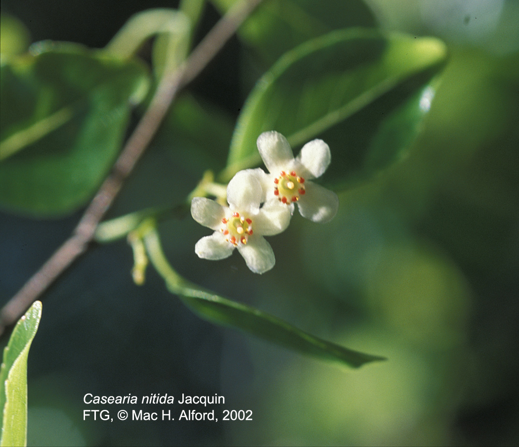 Salicaceae Casearia nitida