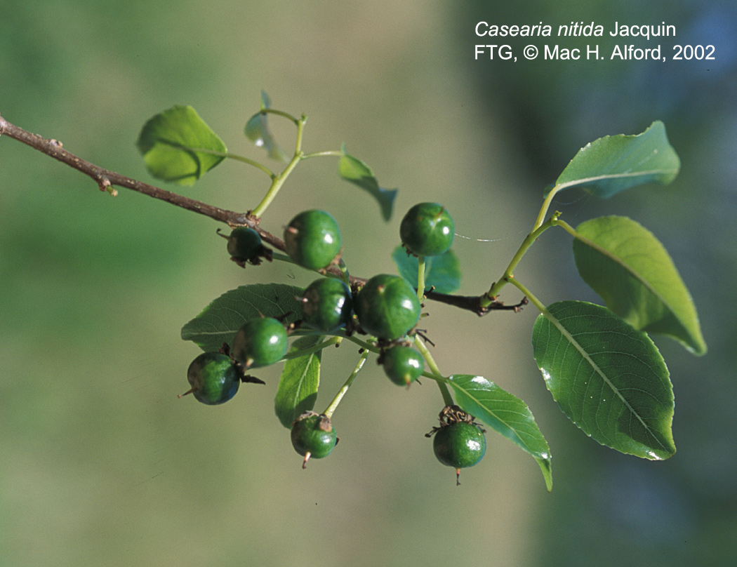 Salicaceae Casearia nitida