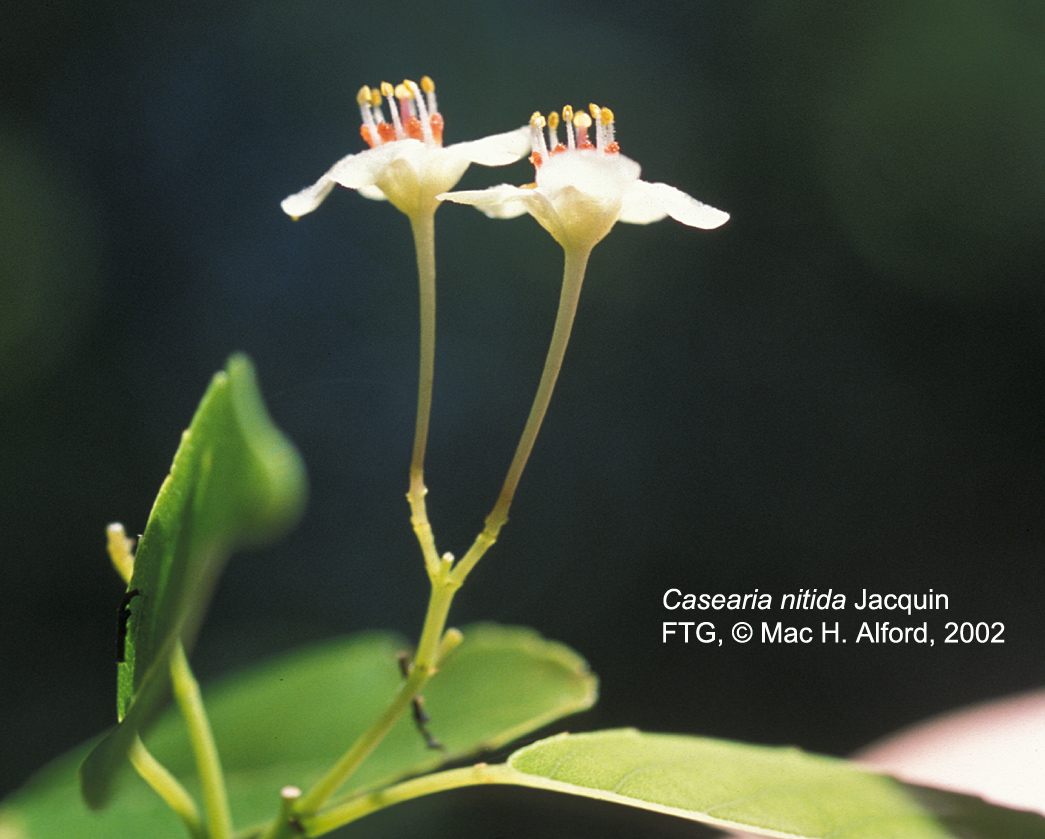 Salicaceae Casearia nitida