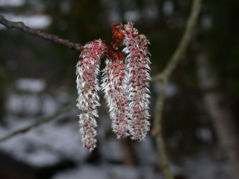 Salicaceae Populus tremuloides