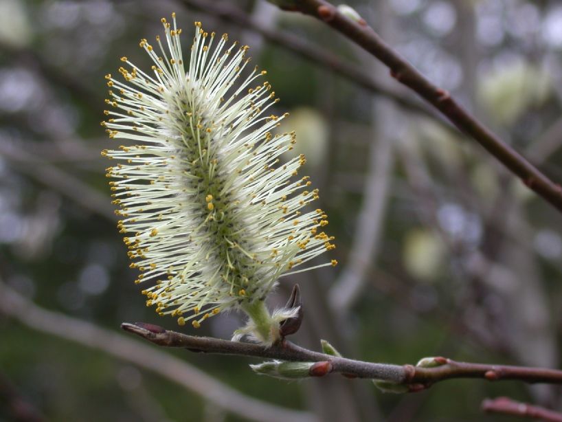 Salicaceae Salix discolor