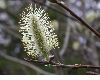 image of Salix discolor