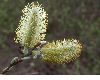 image of Salix discolor