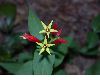 image of Spigelia marilandica