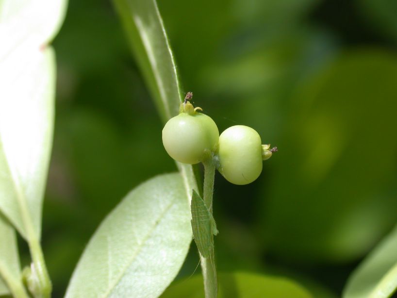 Nyssaceae Nyssa biflora