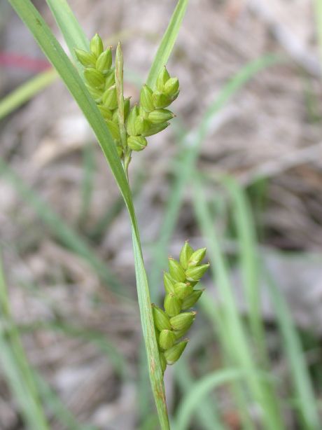 Cyperaceae Carex 