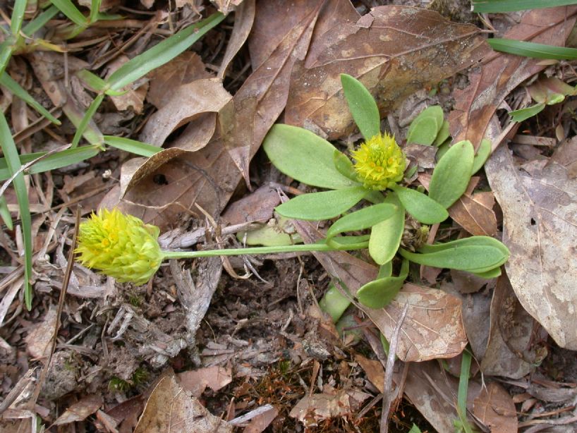 Polygalaceae Polygala nana