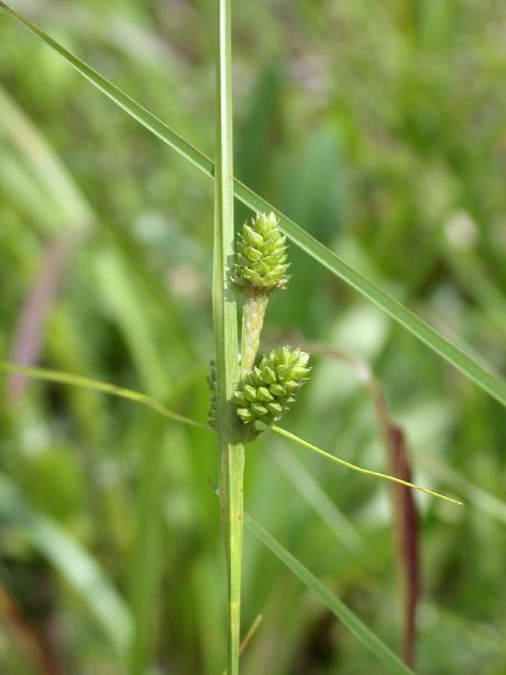 Cyperaceae Carex 