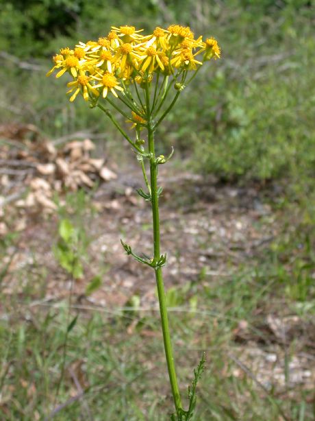 Asteraceae Packera anonyma