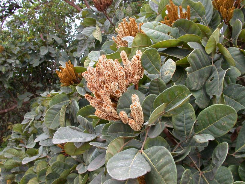 Fabaceae Dimorphandra conjugata