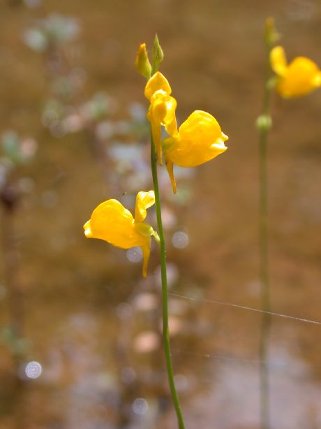 Lentibulariaceae Utricularia juncea