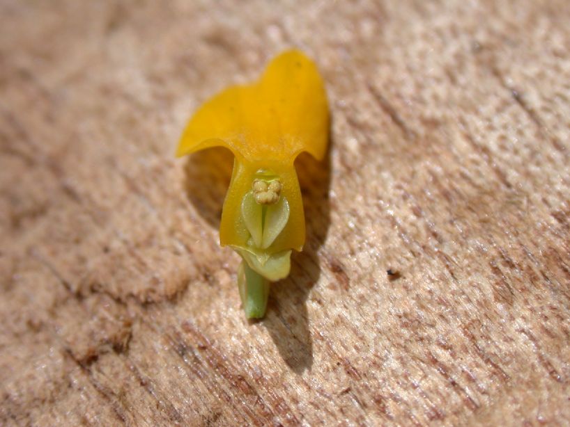 Lentibulariaceae Utricularia juncea