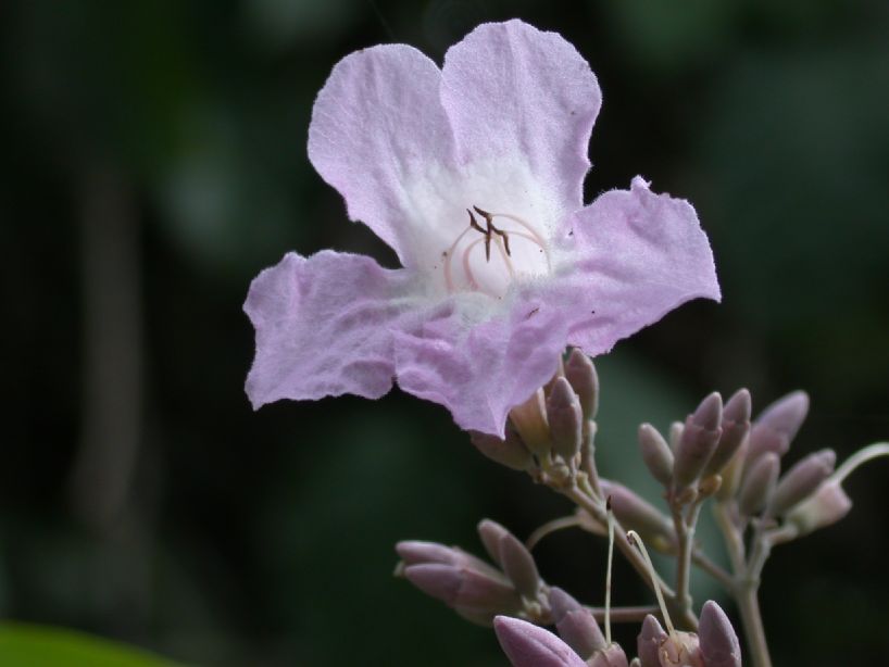 Bignoniaceae Arrabidaea 