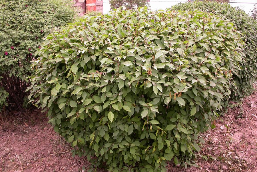 Rosaceae Prunus triloba