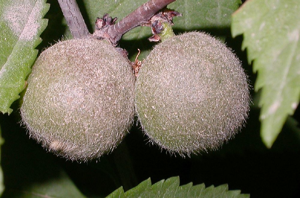 Rosaceae Prunus triloba