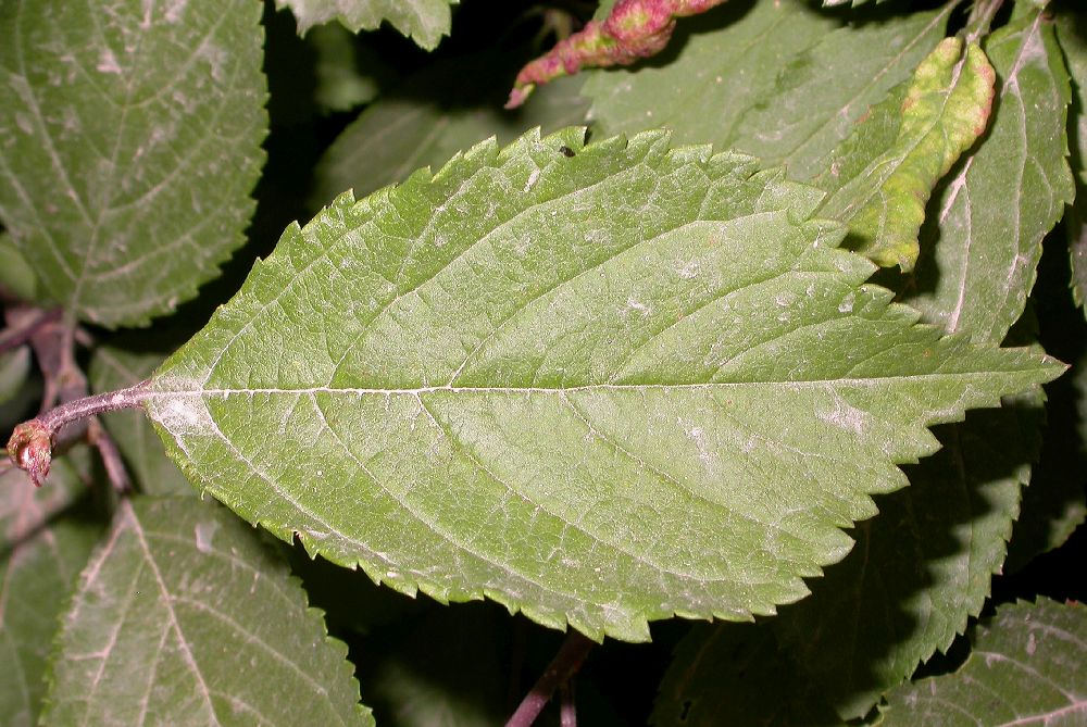 Rosaceae Prunus triloba