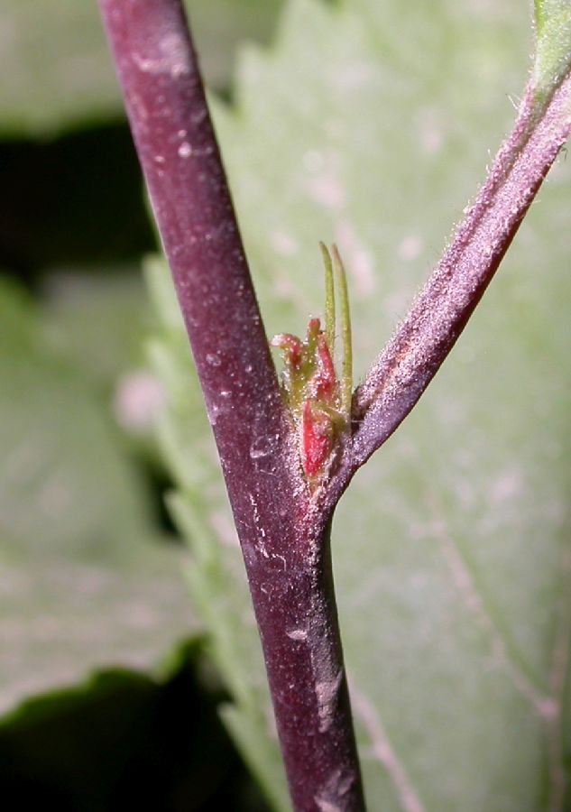 Rosaceae Prunus triloba