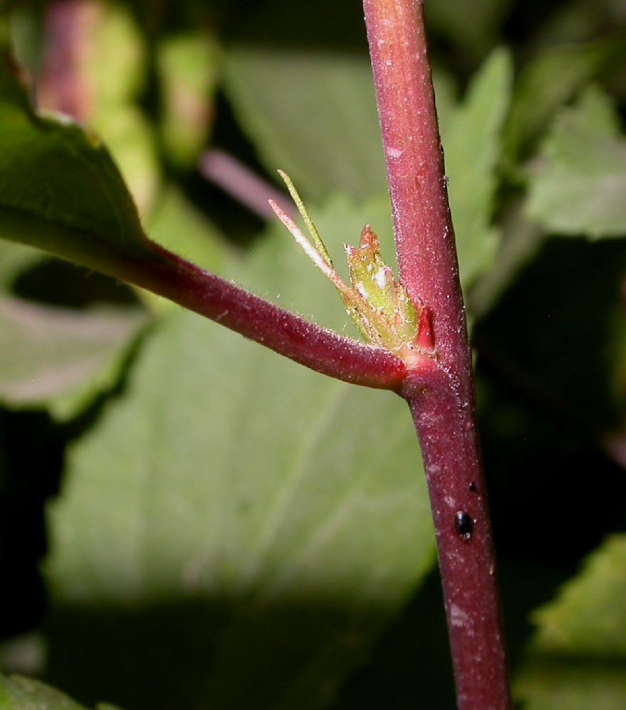 Rosaceae Prunus triloba