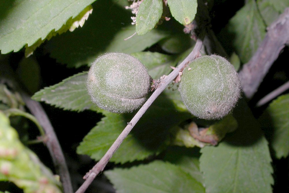 Rosaceae Prunus triloba