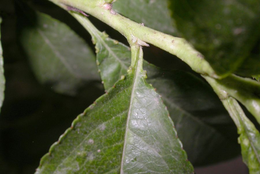 Rosaceae Prunus persica