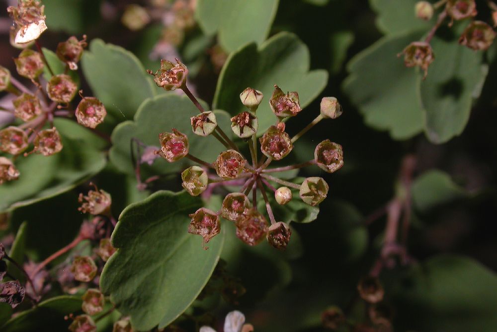 Hydrangeaceae Hydrangea bretschneiderii