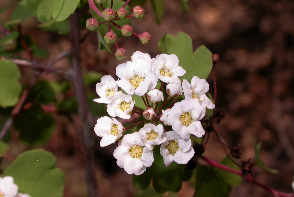 Hydrangeaceae Hydrangea bretschneiderii
