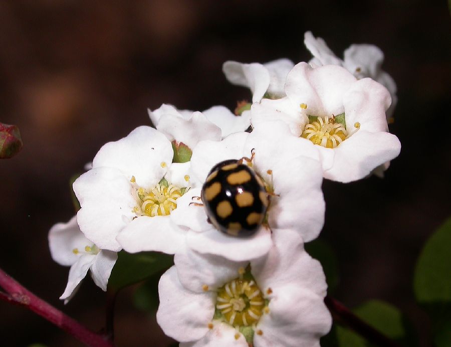 Hydrangeaceae Hydrangea bretschneiderii
