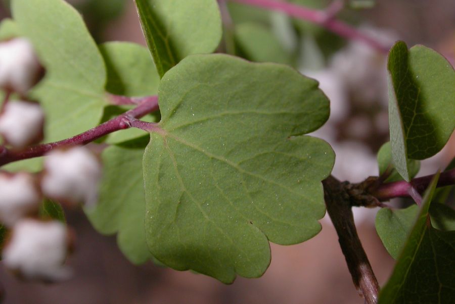 Hydrangeaceae Hydrangea bretschneiderii