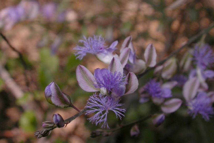Polygalaceae Polygala tenuifolia