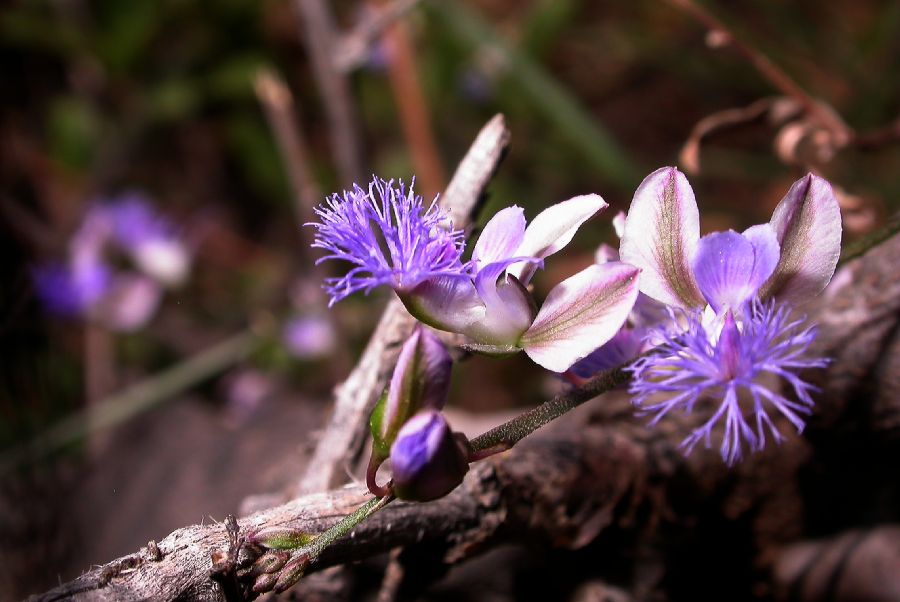 Polygalaceae Polygala tenuifolia