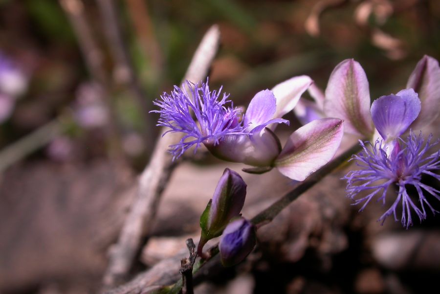 Polygalaceae Polygala tenuifolia