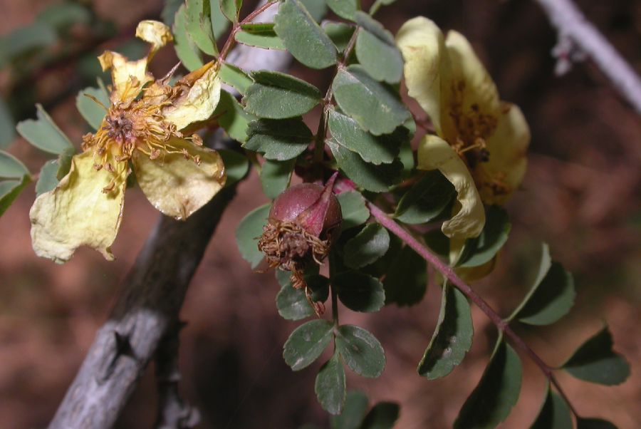 Rosaceae Rosa xanthina