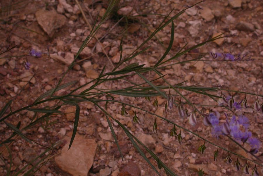 Polygalaceae Polygala tenuifolia
