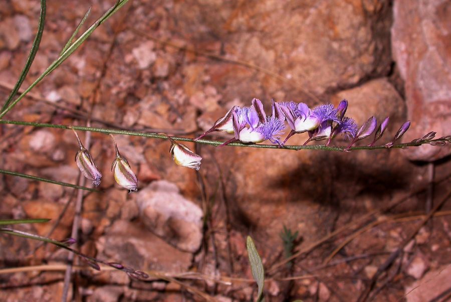 Polygalaceae Polygala tenuifolia