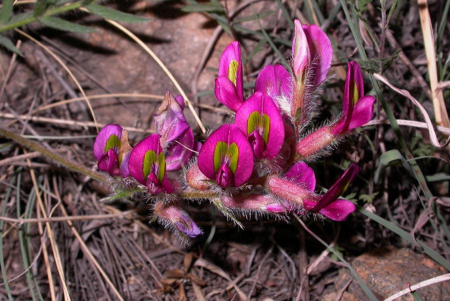 Fabaceae Oxytropis 