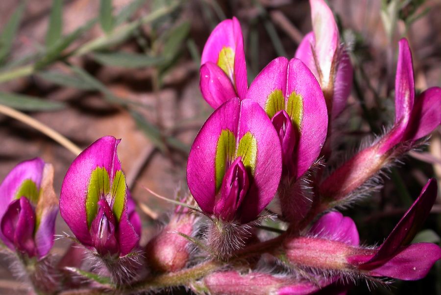 Fabaceae Oxytropis 