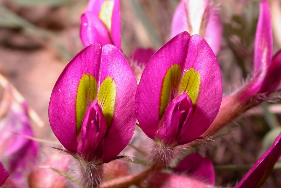 Fabaceae Oxytropis 