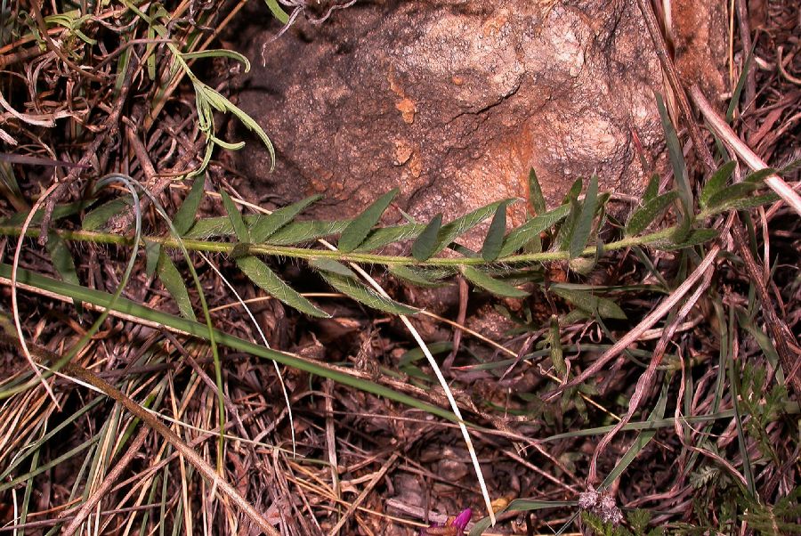 Fabaceae Oxytropis 