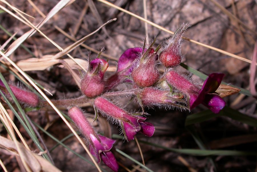 Fabaceae Oxytropis 