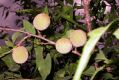 image of Prunus davidiana