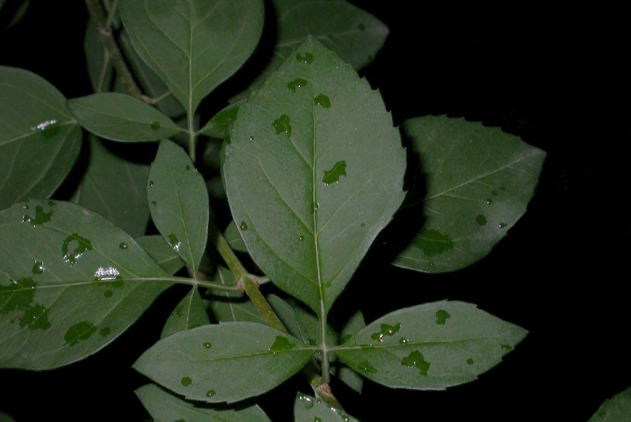 Oleaceae Forsythia suspensa