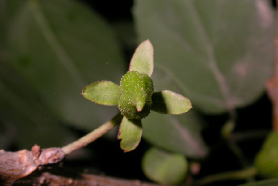 Oleaceae Forsythia suspensa