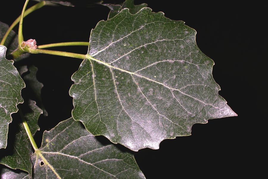 Salicaceae Populus tomentosa