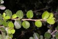 image of Cotoneaster horizontalis